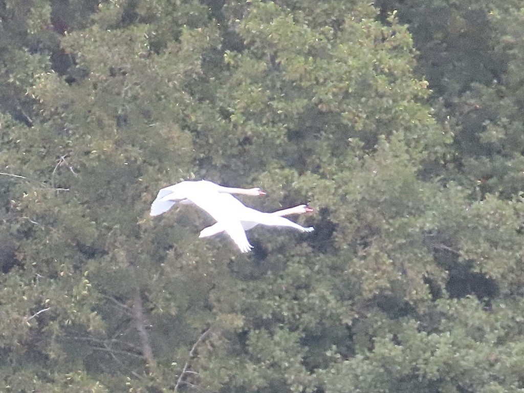 Mute Swan - ML643004070