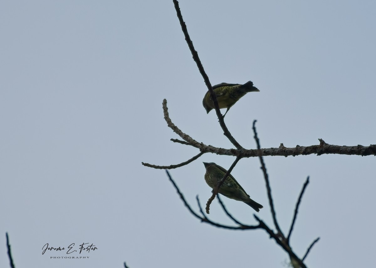 Swallow Tanager - ML643004073