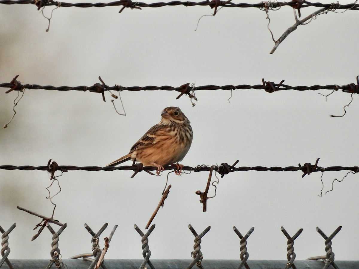 Vesper Sparrow - Dana Sterner