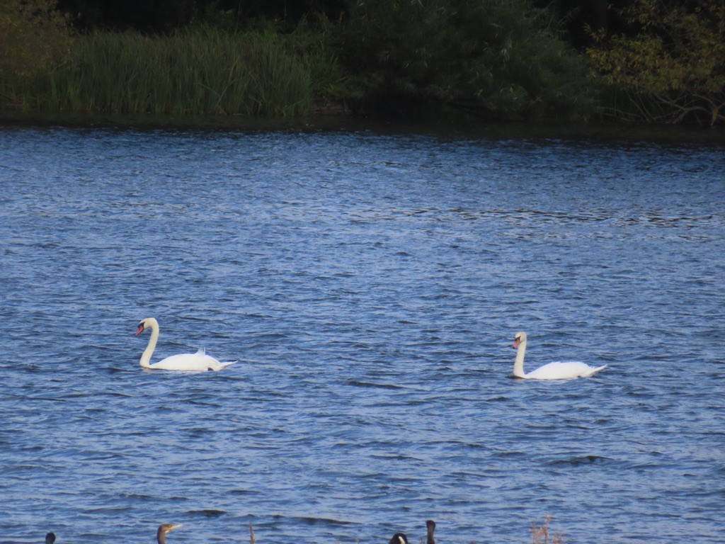 Mute Swan - ML643004138