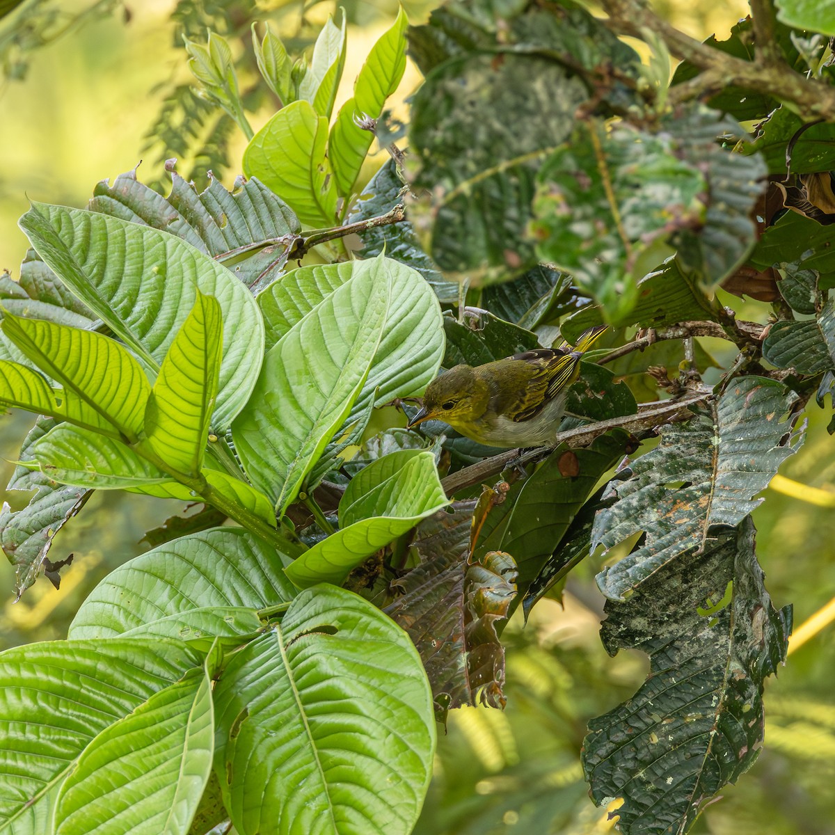 Yellow-backed Tanager - ML643004146