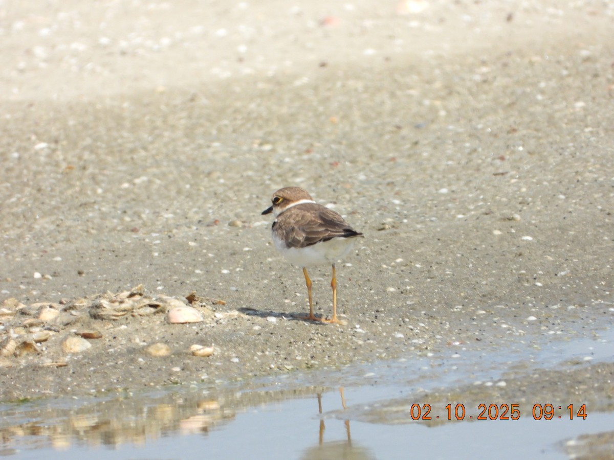 Little Ringed Plover - ML643004151