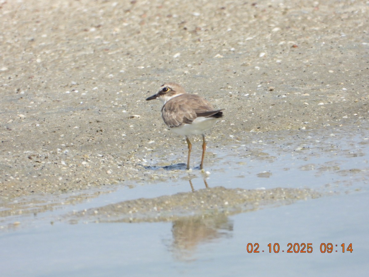 Greater Sand-Plover - ML643004152