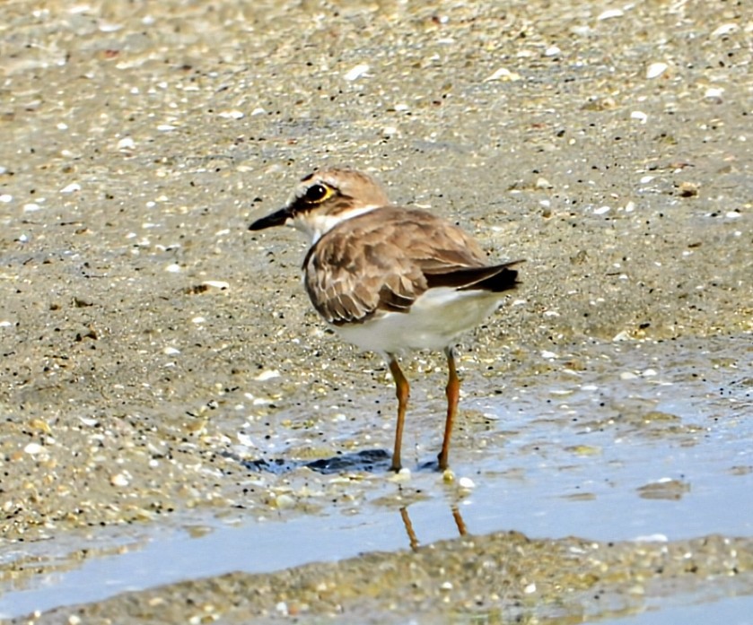 Greater Sand-Plover - ML643004153