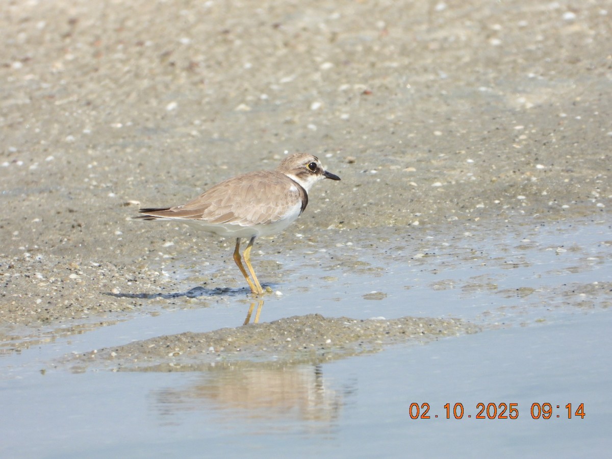 Greater Sand-Plover - ML643004154