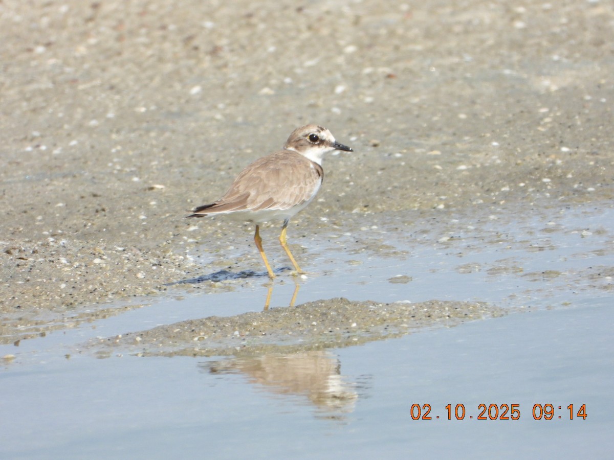 Greater Sand-Plover - ML643004155
