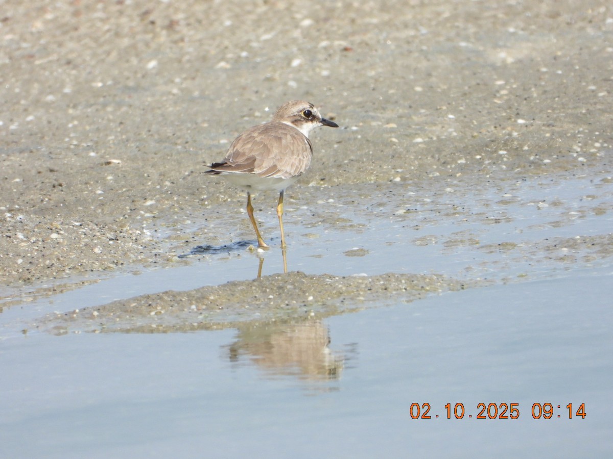 Greater Sand-Plover - ML643004156