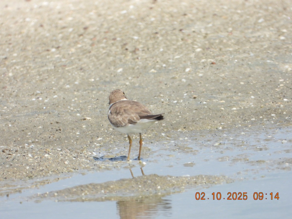 Greater Sand-Plover - ML643004157