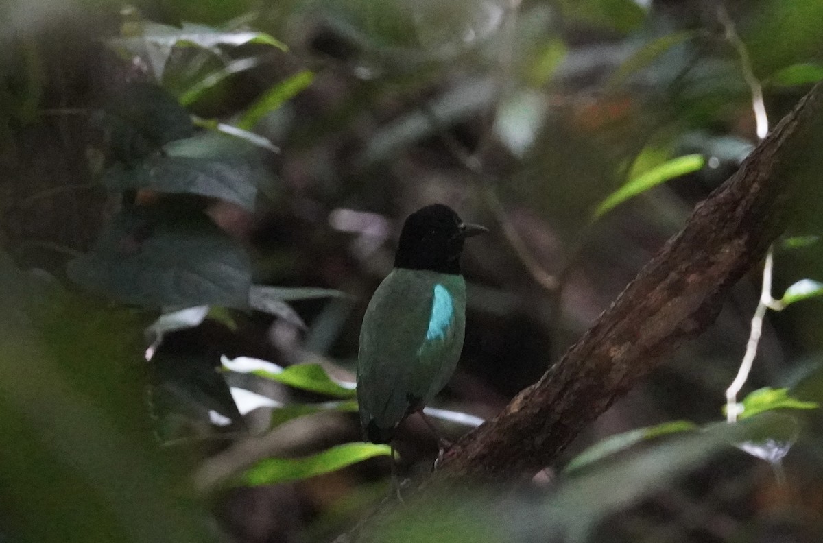 Western Hooded Pitta (Sunda) - ML643004182