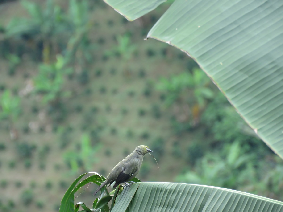 Palm Tanager - ML643004183
