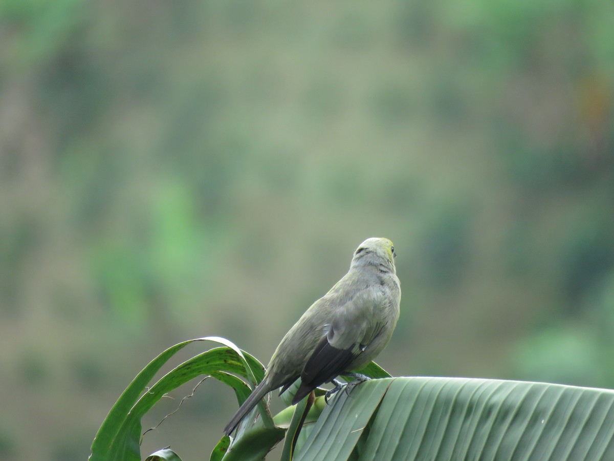 Palm Tanager - ML643004188