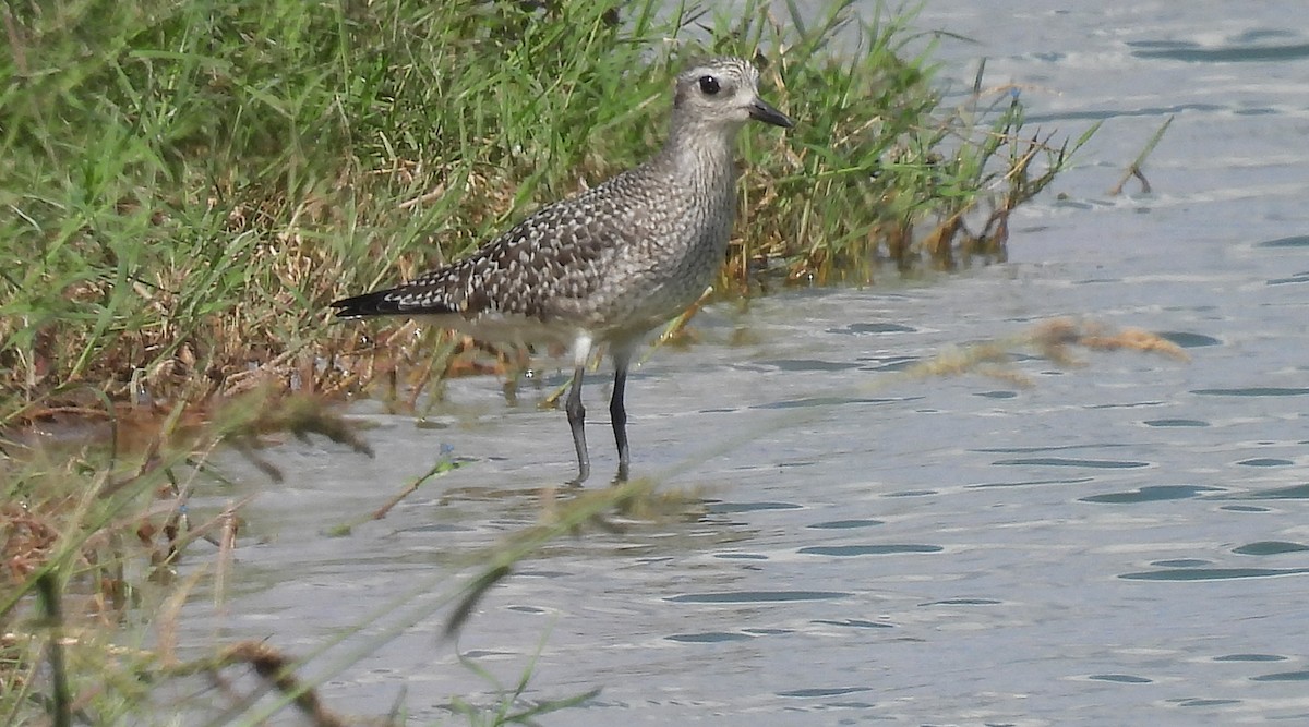 Txirri grisa - ML643004195