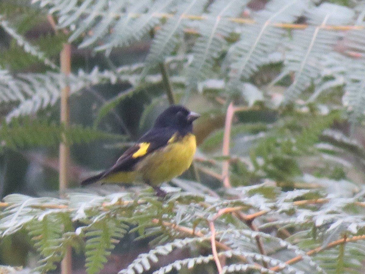 Jilguero Ventriamarillo - ML643004269
