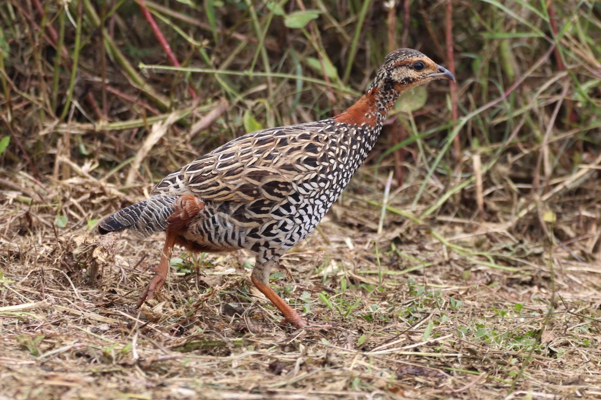 Francolin noir - ML643004271
