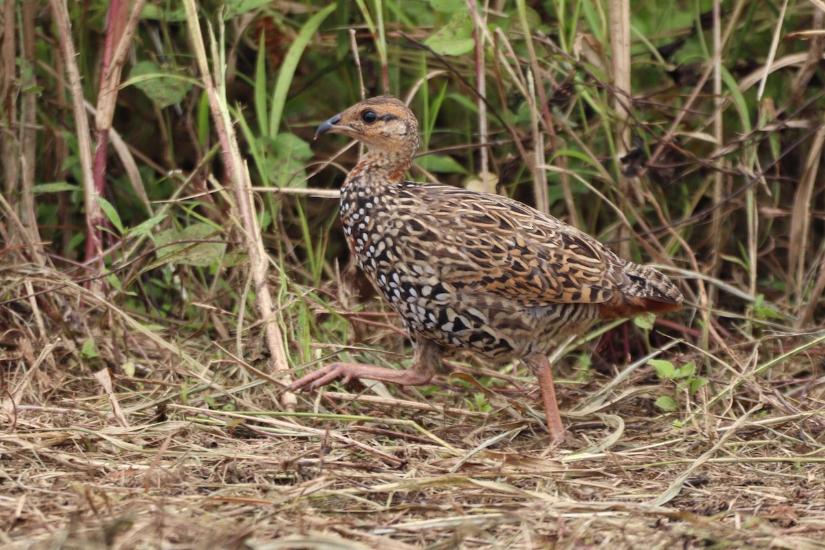 Francolin noir - ML643004280