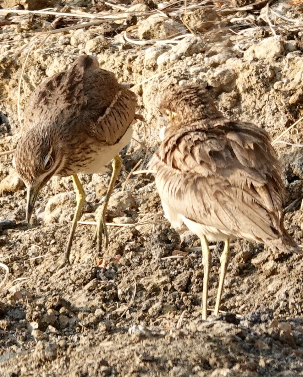 Water Thick-knee - ML643004281
