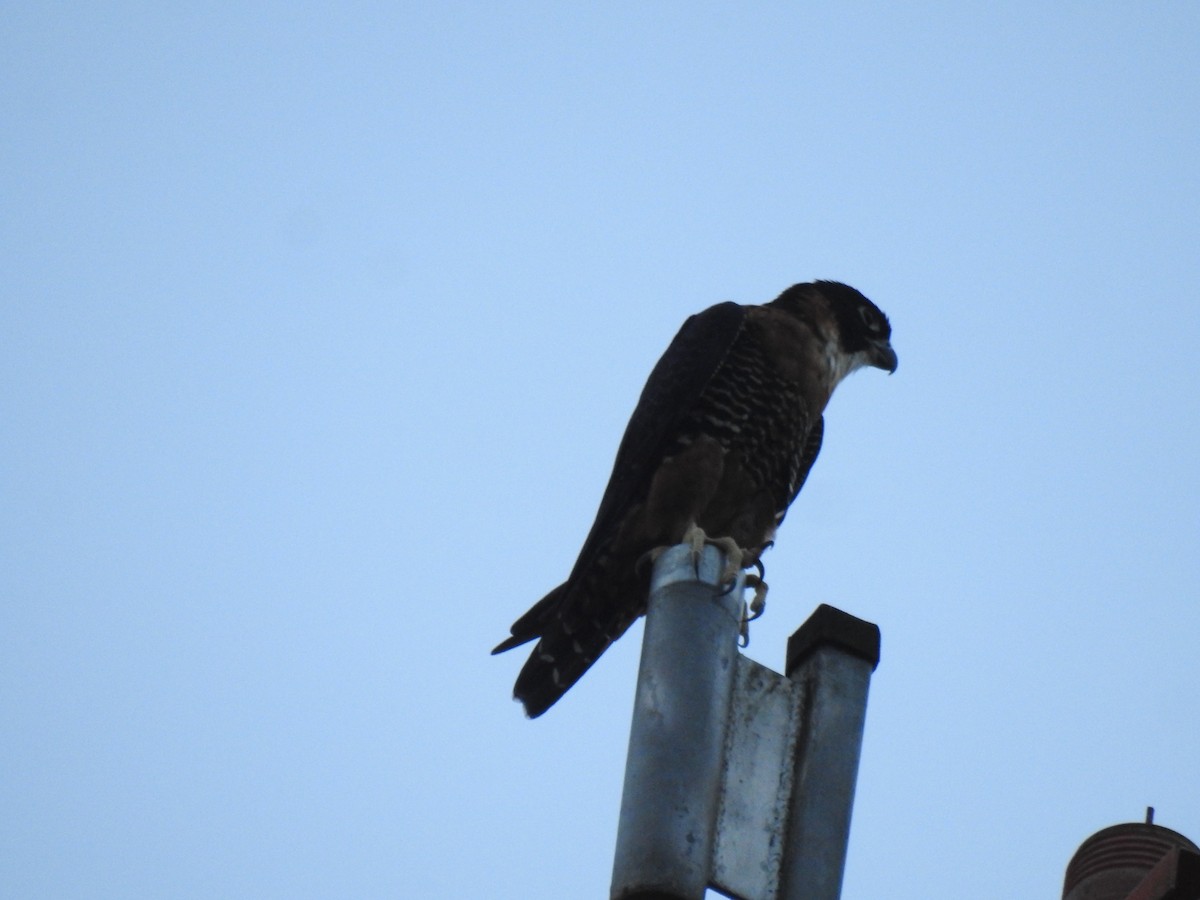 Orange-breasted Falcon - ML643004291