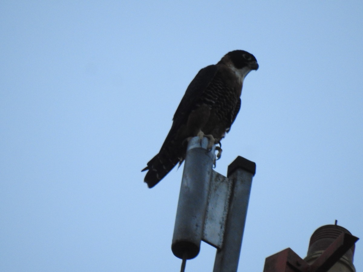 Orange-breasted Falcon - ML643004293