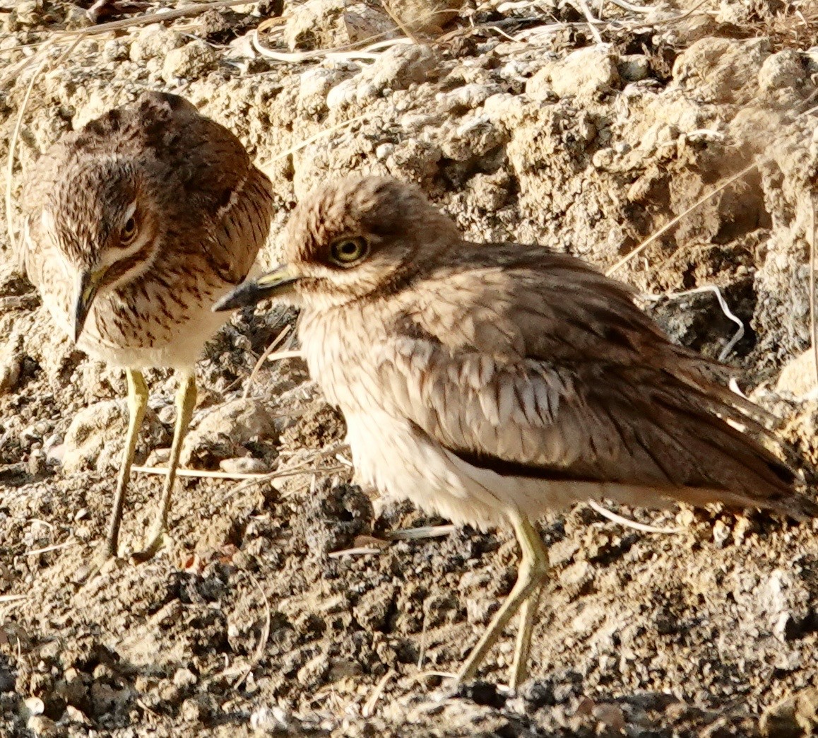 Water Thick-knee - ML643004298