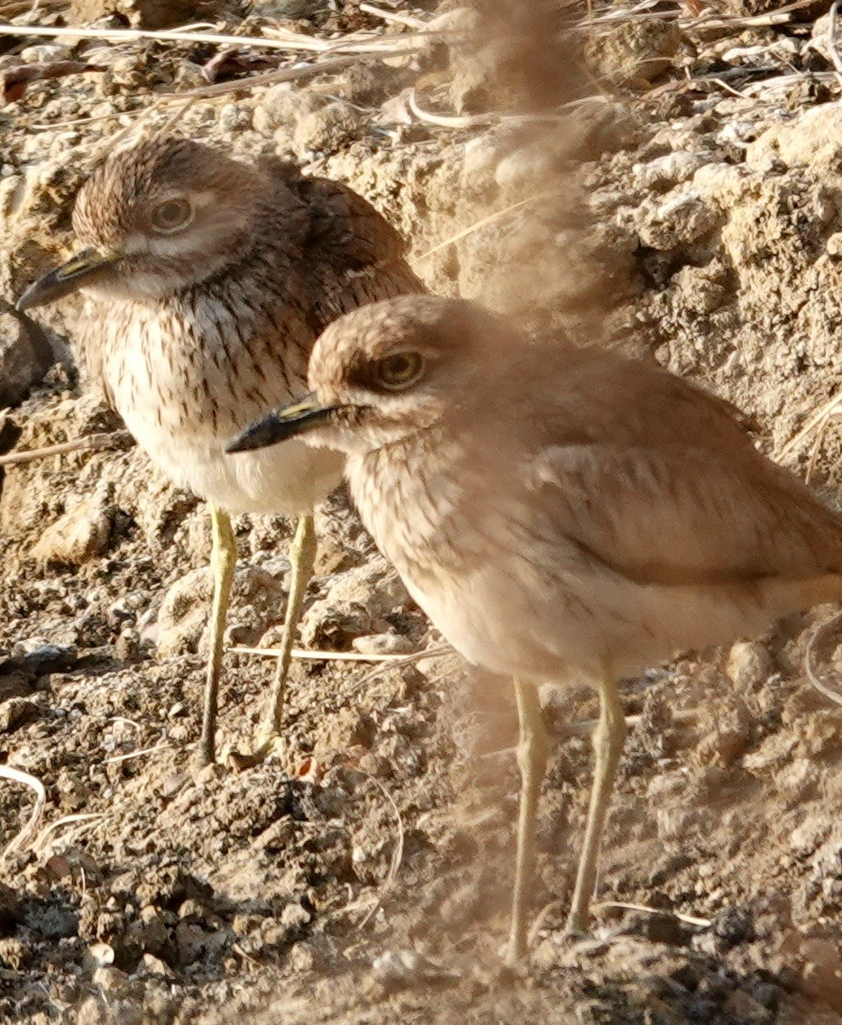Water Thick-knee - ML643004301
