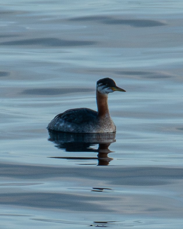 Red-necked Grebe - ML643004306
