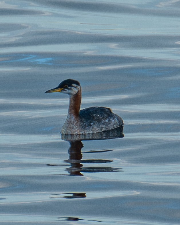 Red-necked Grebe - ML643004307