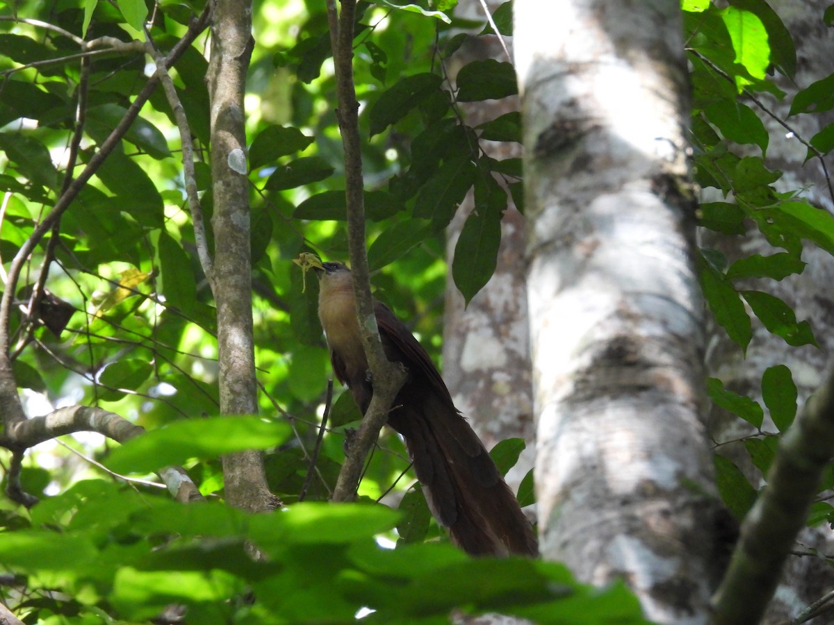 Bay Coucal - ML643004326