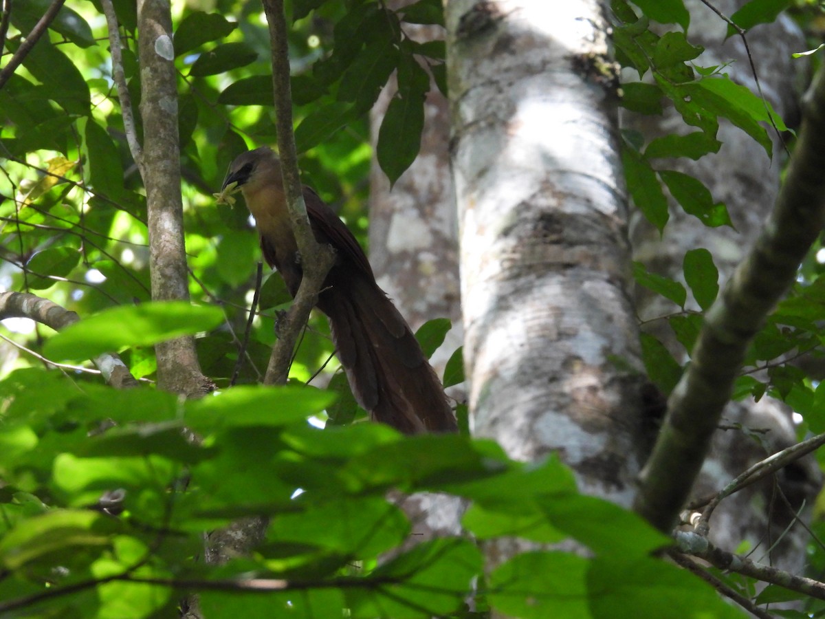 Bay Coucal - ML643004327