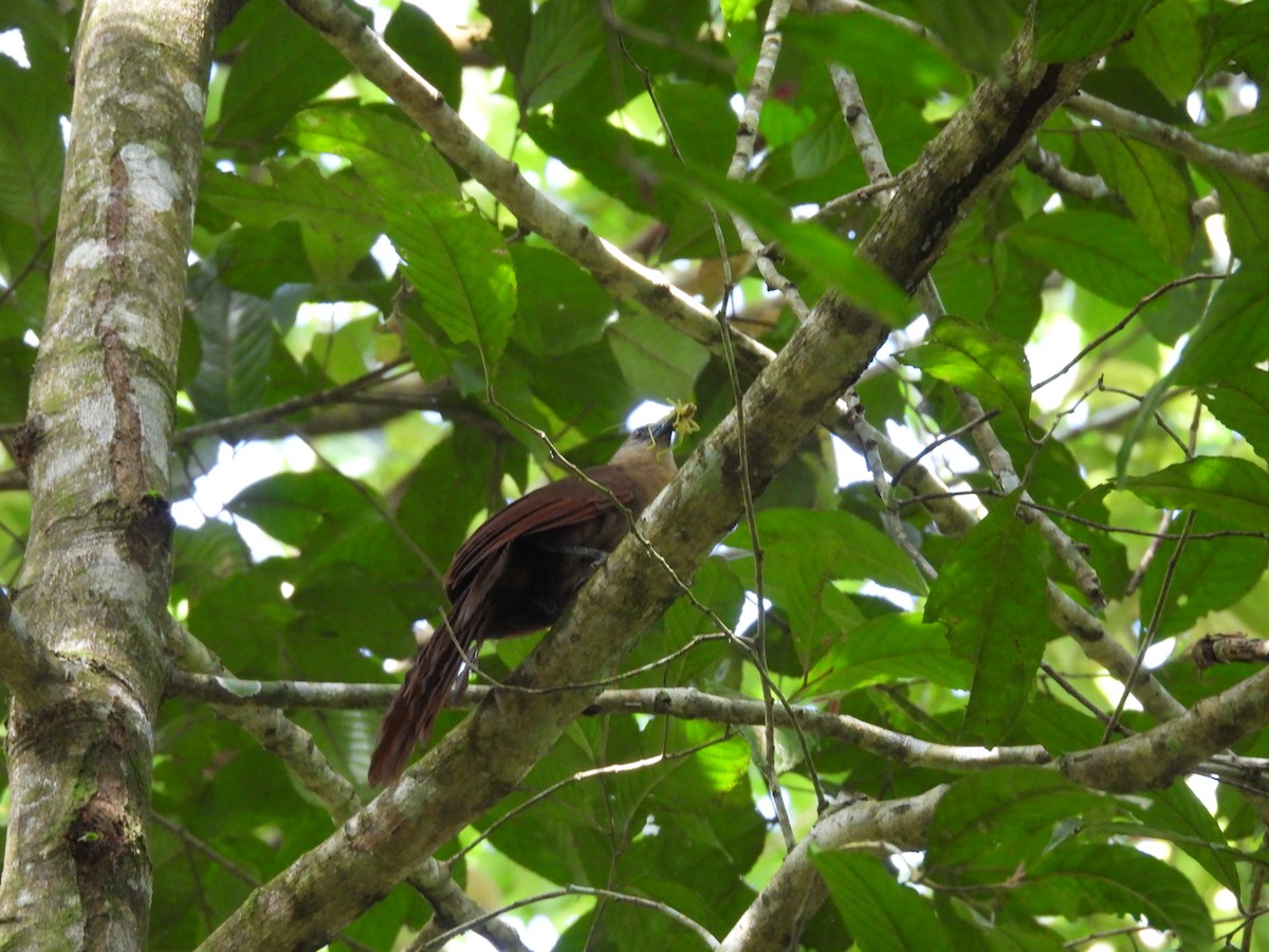 Bay Coucal - ML643004328