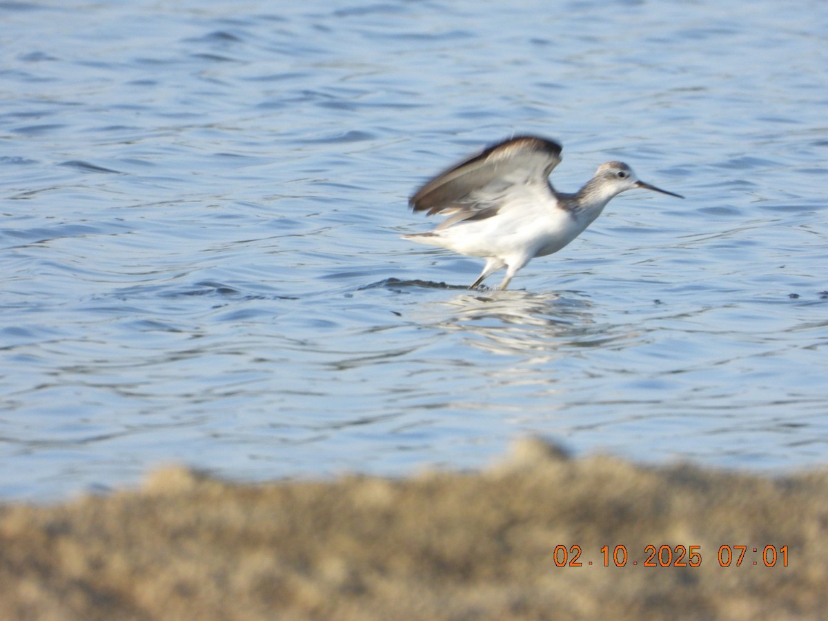 Marsh Sandpiper - ML643004338