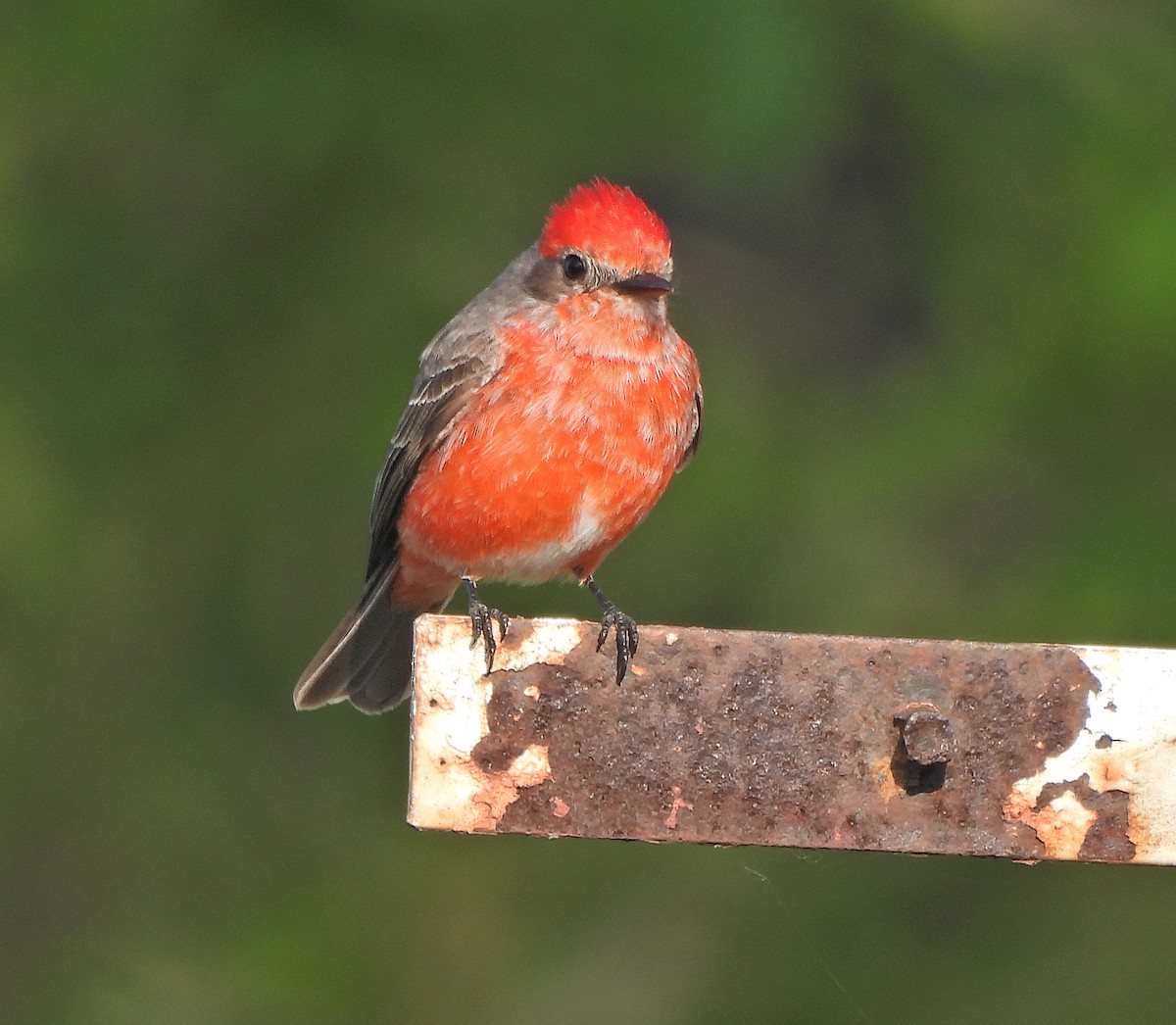 Vermilion Flycatcher - ML643004349