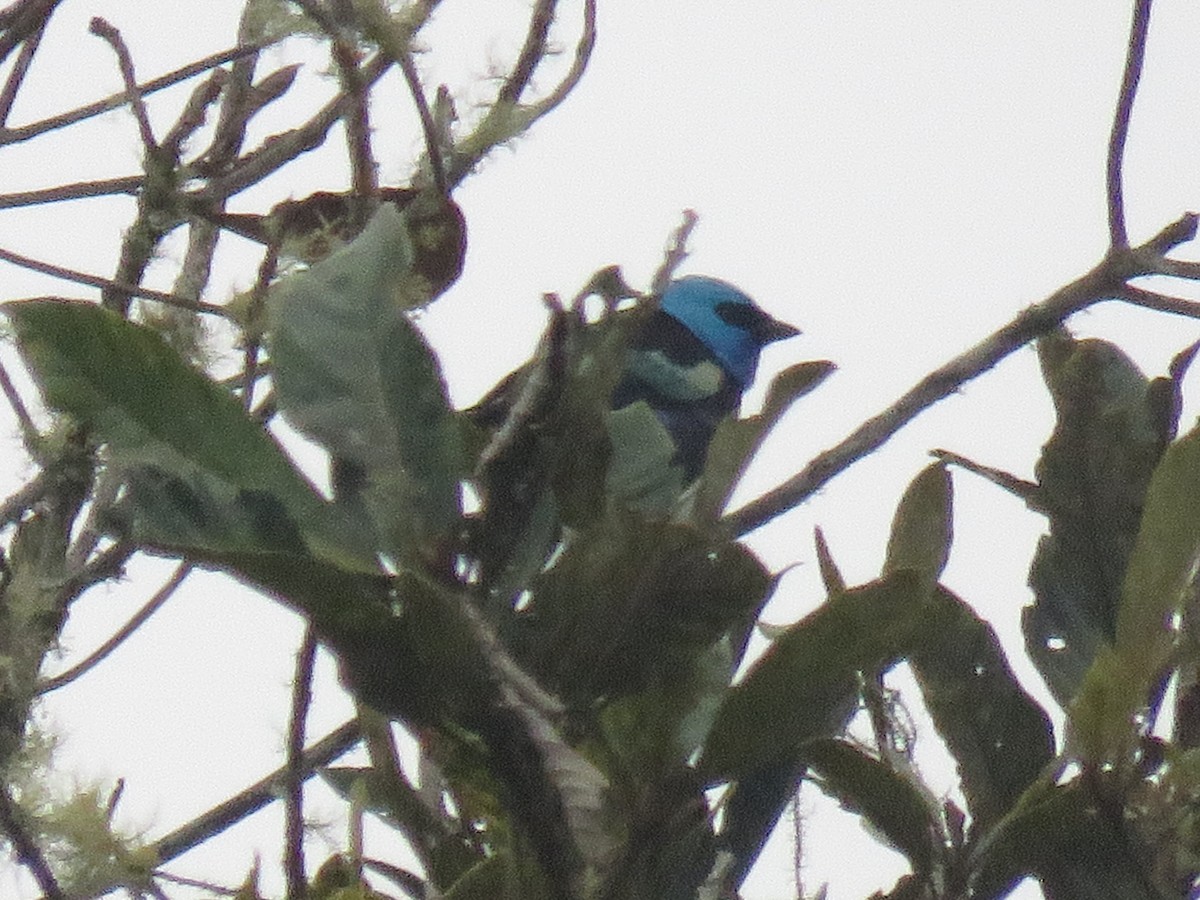 Blue-necked Tanager - ML643004355