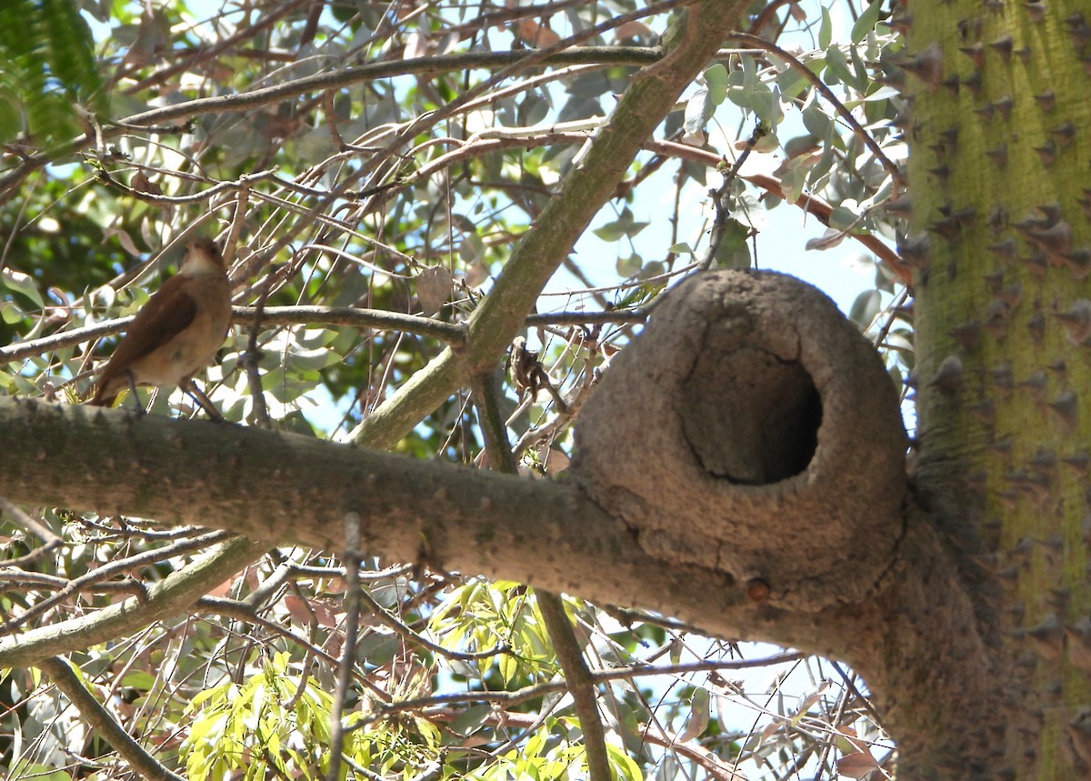 Rufous Hornero - ML643004363
