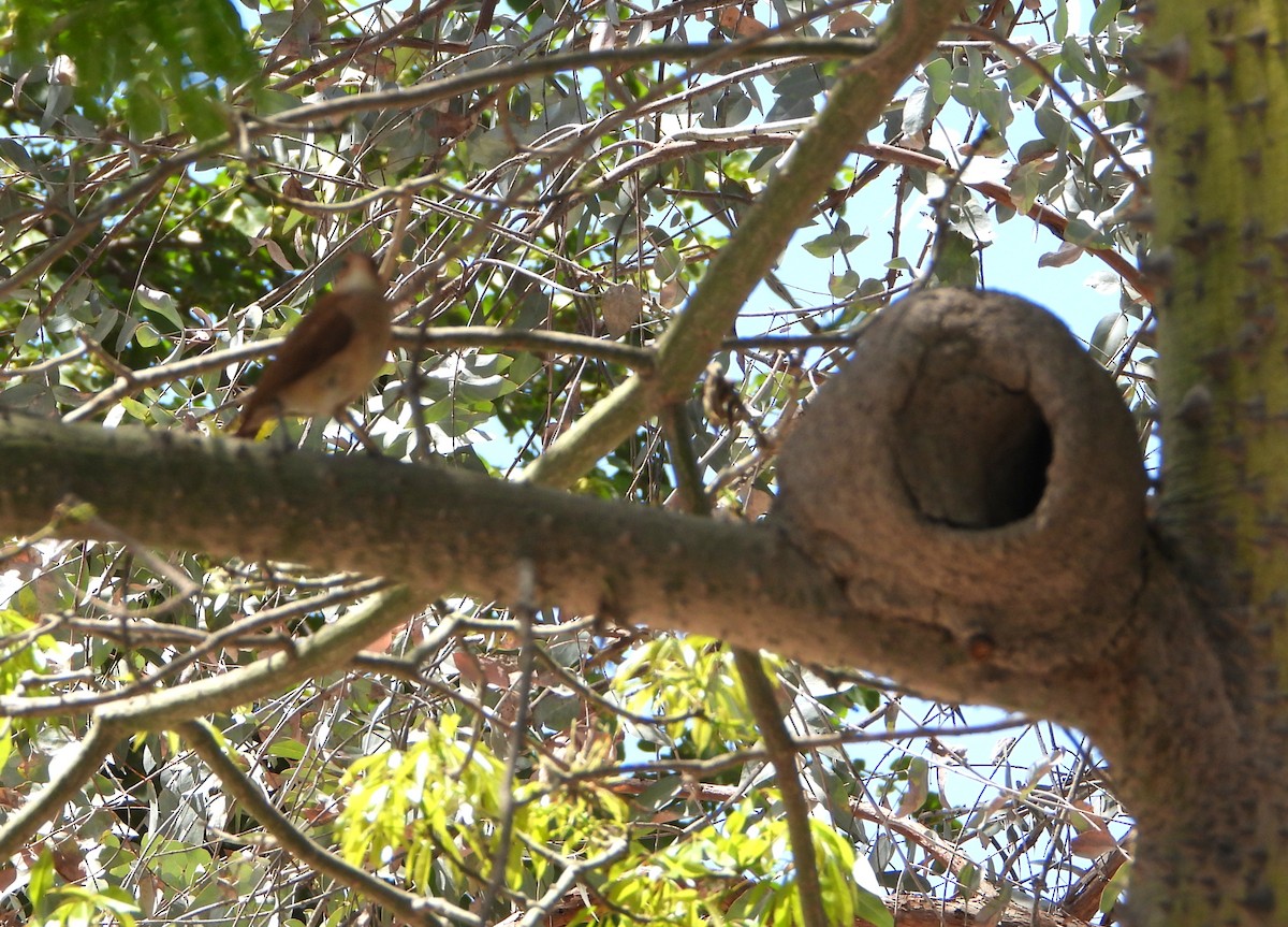 Rufous Hornero - ML643004364