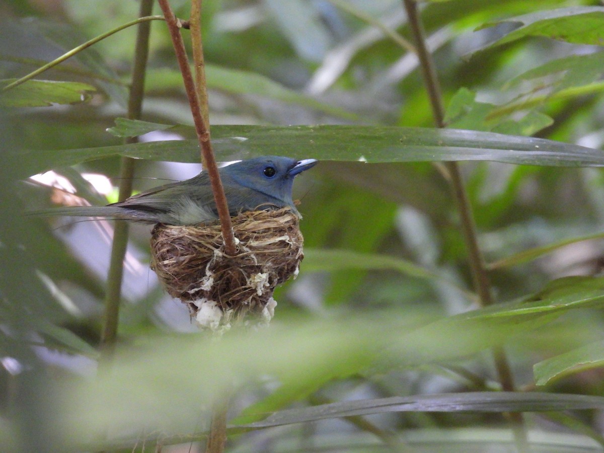 Sulawesi Blue Flycatcher - ML643004385