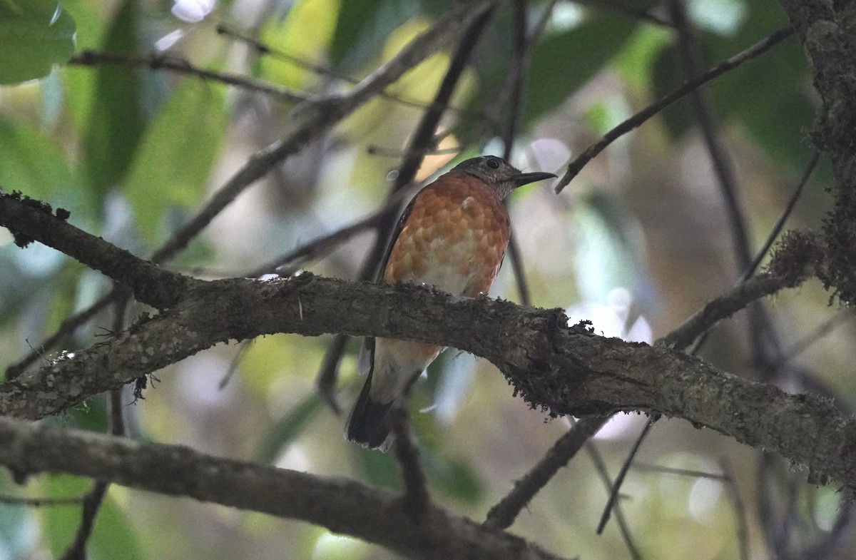 Everett's Thrush - ML643004391