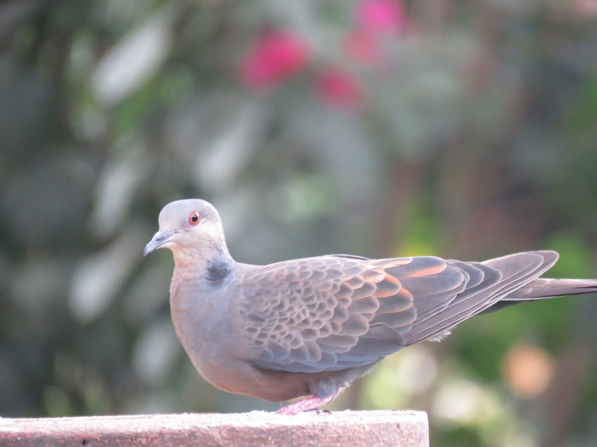 Dusky Turtle-Dove - ML643004431