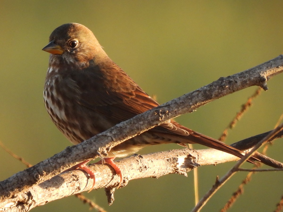 Fox Sparrow (Sooty) - ML643004436