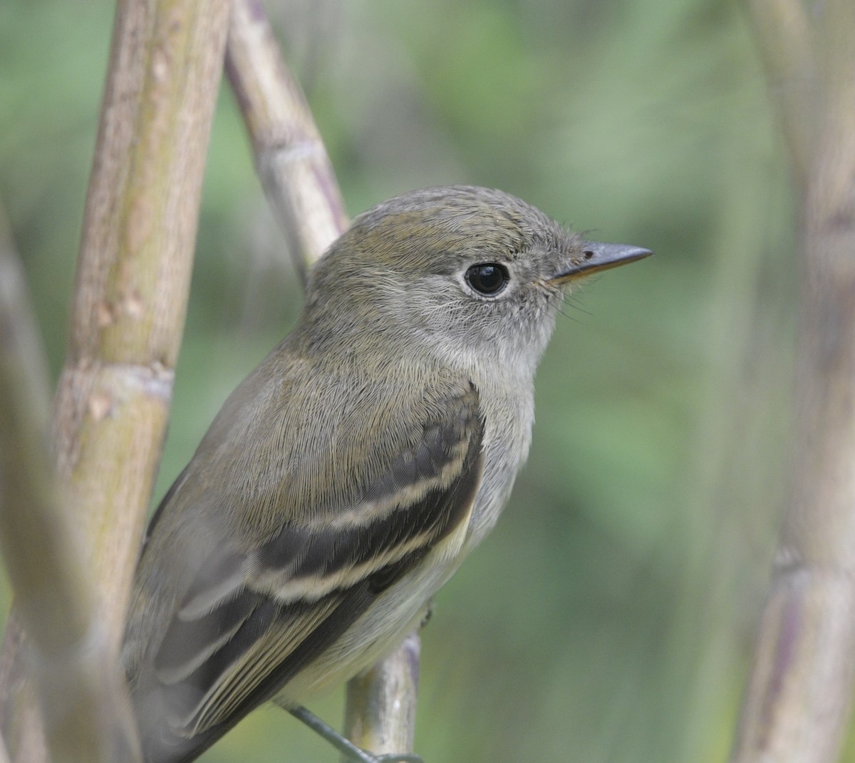 Dusky Flycatcher - ML643004448