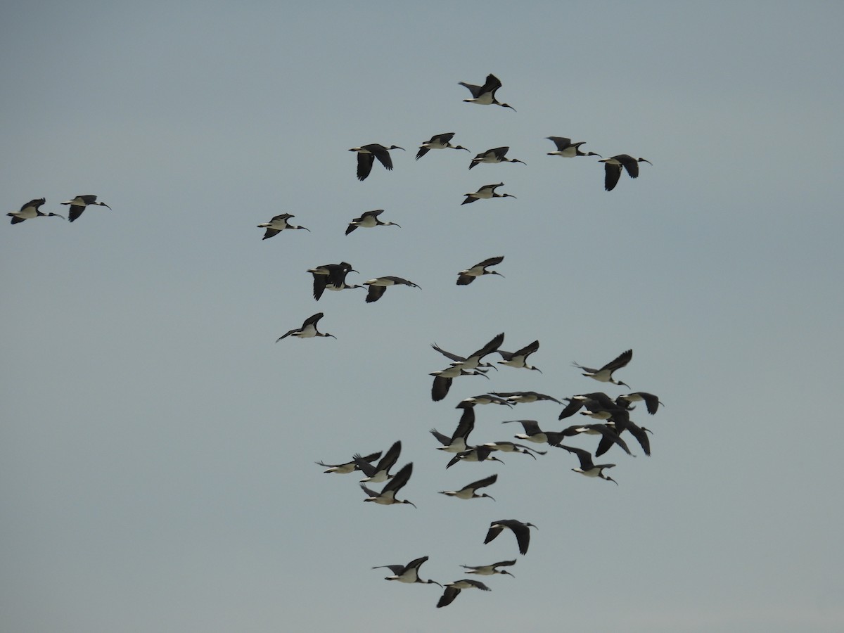 Straw-necked Ibis - ML643004460