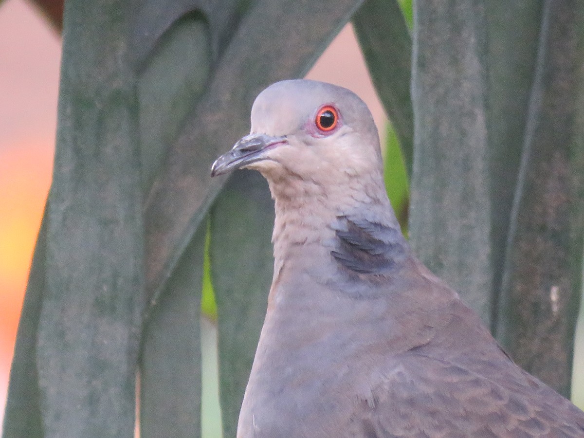 Dusky Turtle-Dove - ML643004480
