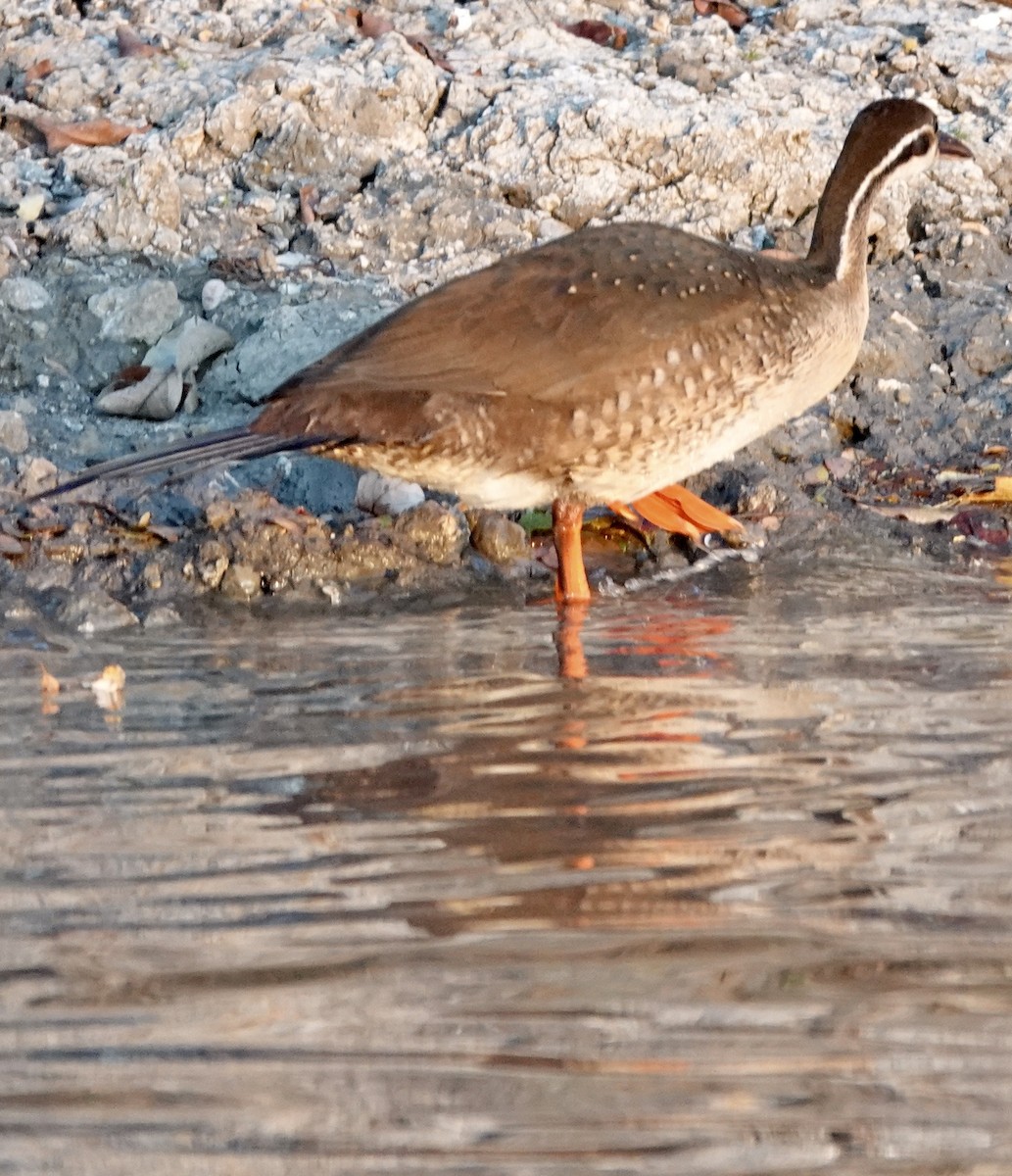 African Finfoot - ML643004491