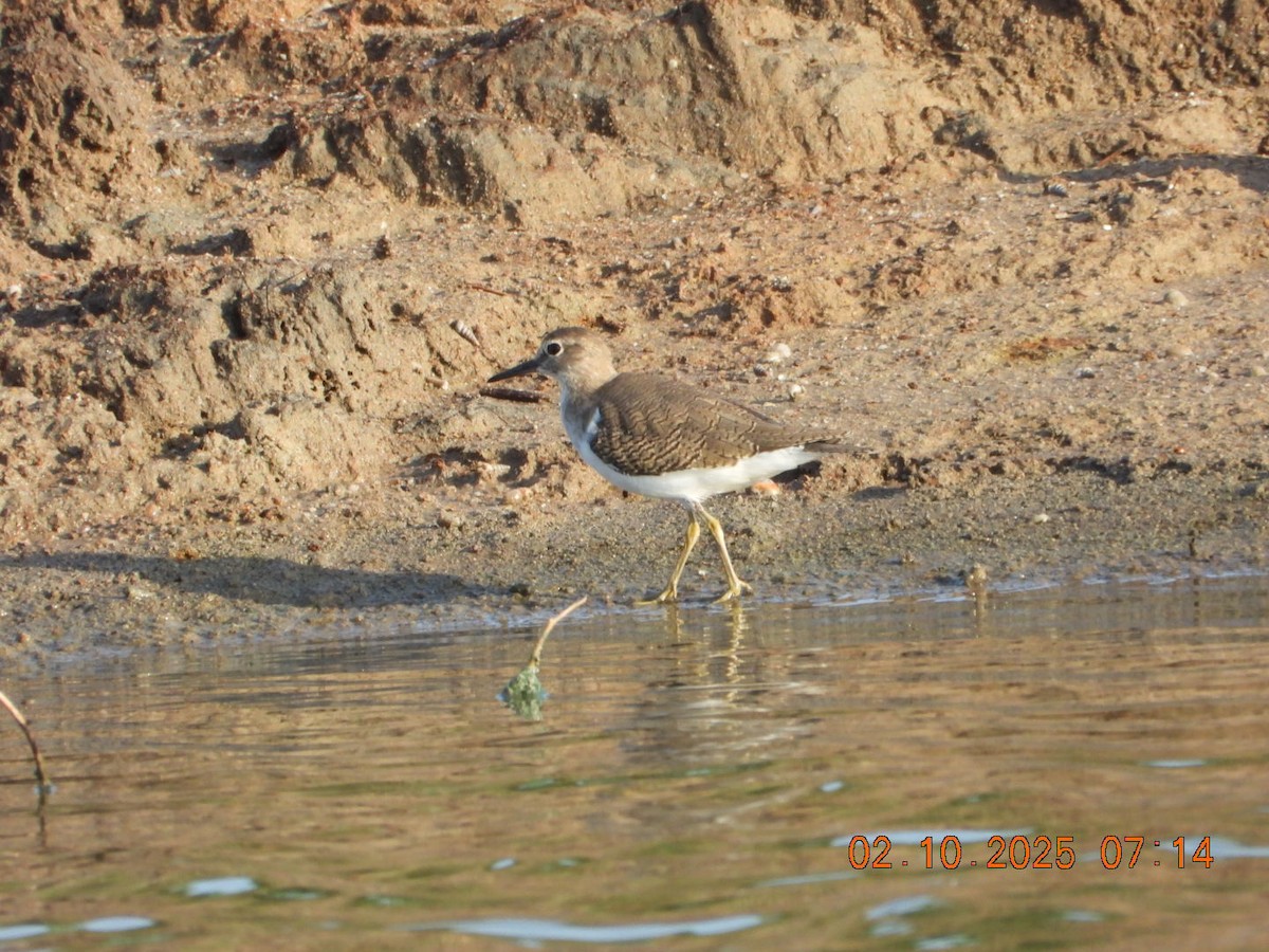 Common Sandpiper - ML643004493