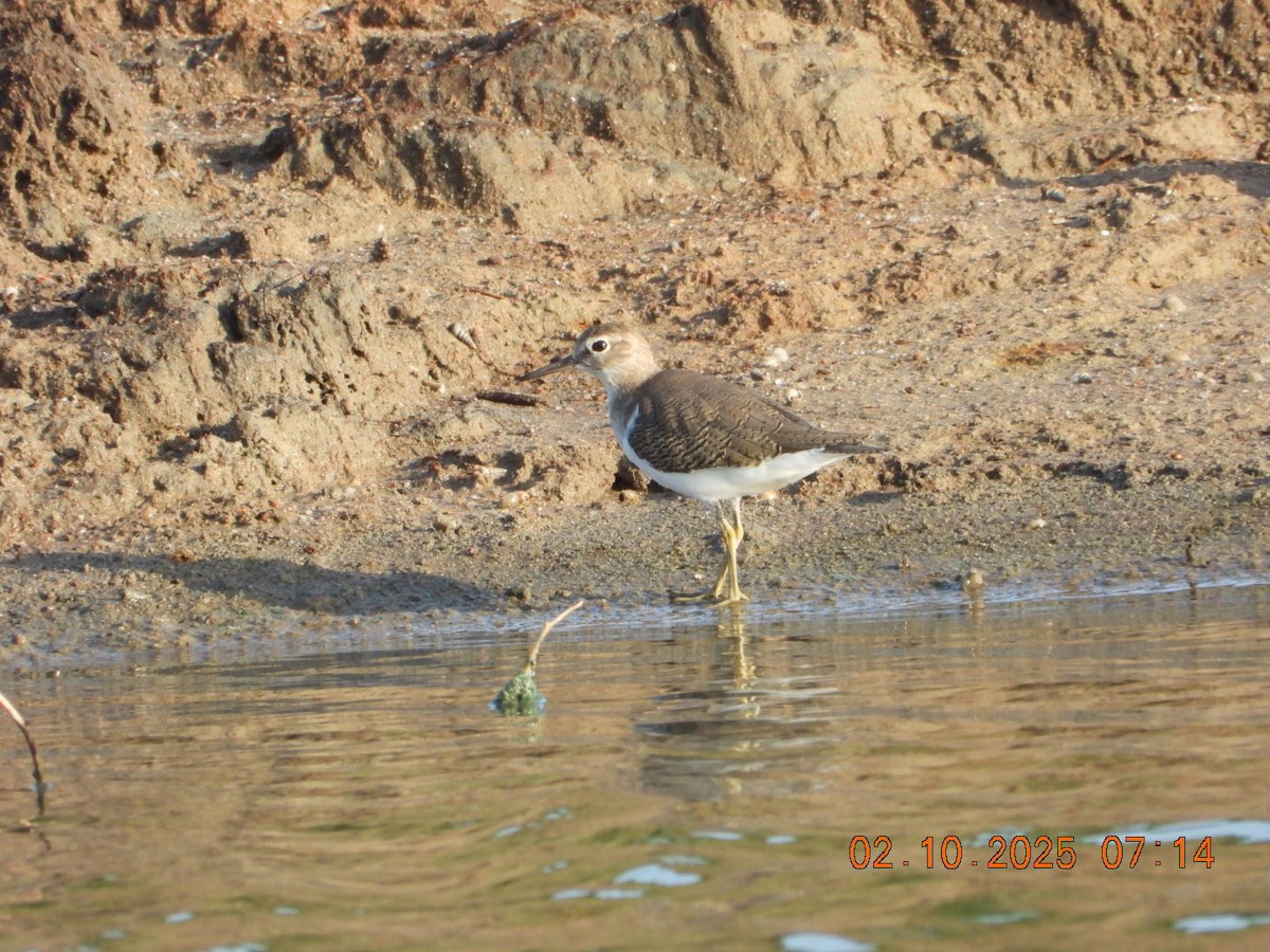 Common Sandpiper - ML643004494