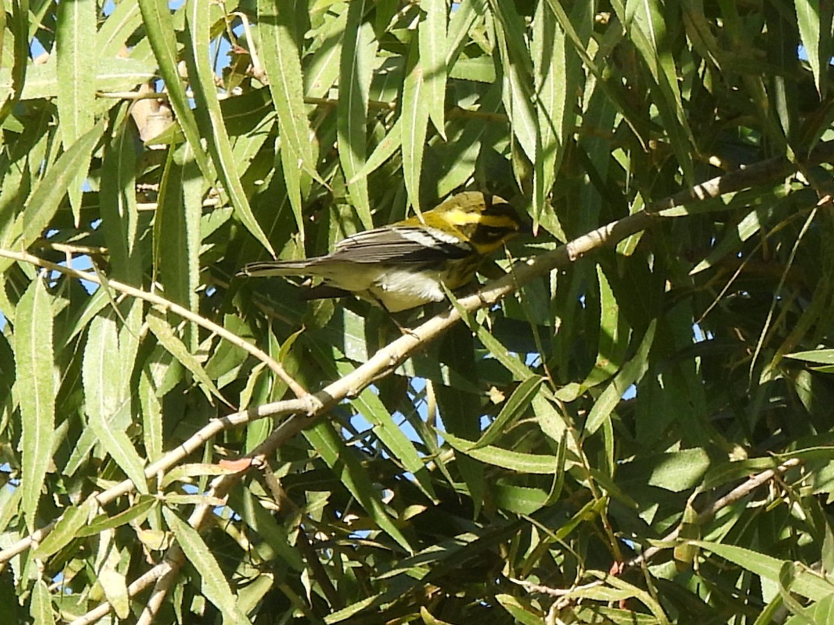 Townsend's Warbler - ML643004501