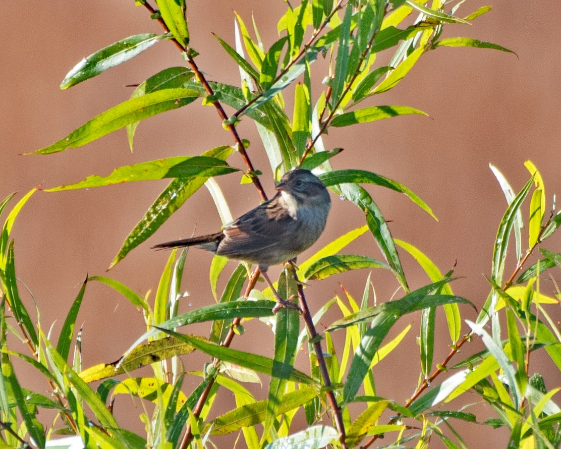 Swamp Sparrow - ML643004526
