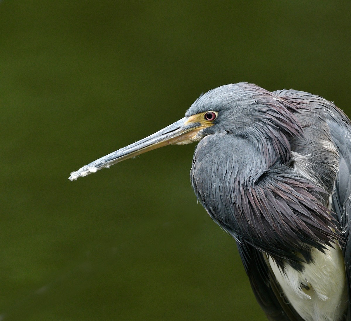 Tricolored Heron - ML643004603
