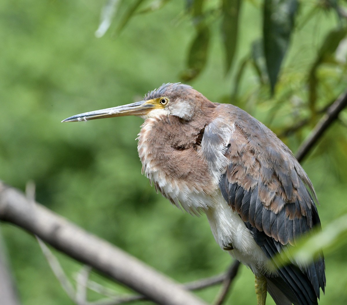 Tricolored Heron - ML643004611