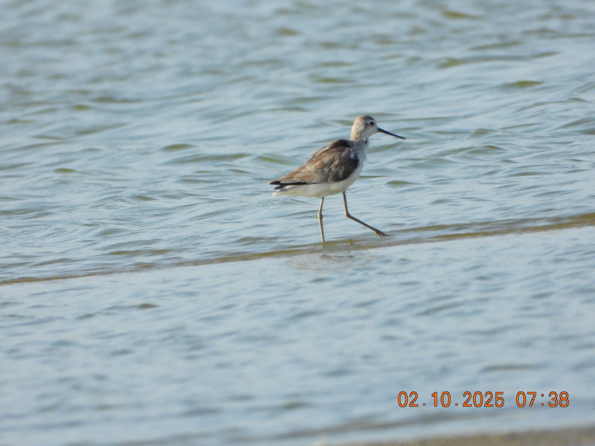 Marsh Sandpiper - ML643004637