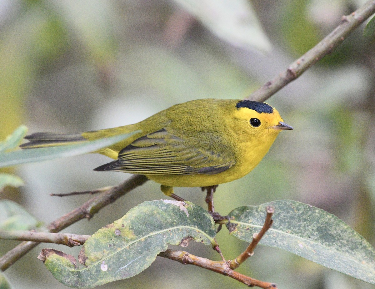 Wilson's Warbler - ML643004668